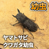 ヤマトサビクワガタ幼虫　販売　通販　専門店　購入