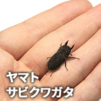 ヤマトサビクワガタ　販売　通販　専門店　購入