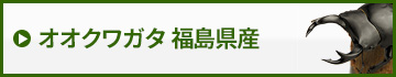 国産オオクワガタ福島県産　販売　通販