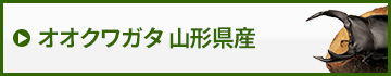 国産オオクワガタ山形県産　販売　通販