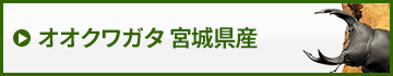 国産オオクワガタ宮城県産　販売　通販