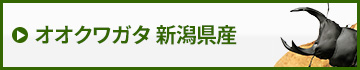 国産オオクワガタ新潟県産　販売　通販