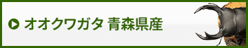 国産オオクワガタ青森県産　販売　通販