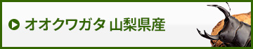 国産オオクワガタ山梨県産　販売　通販