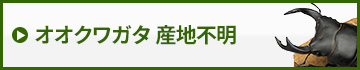 国産オオクワガタ産地不明　販売　通販