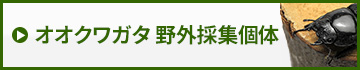 国産オオクワガタ野外採集個体　販売　通販