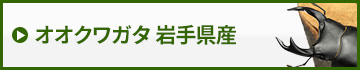 国産オオクワガタ岩手県産　販売　通販