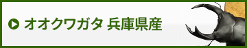 国産オオクワガタ兵庫県産　販売　通販