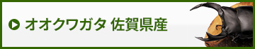 国産オオクワガタ佐賀県産　販売　通販