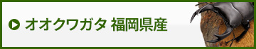 国産オオクワガタ福岡県産　販売　通販