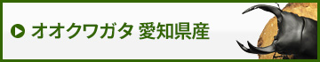 国産オオクワガタ愛知県産　販売　通販