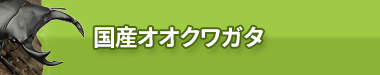 国産オオクワガタ