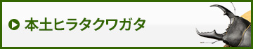 本土ヒラタクワガタ　販売　通販