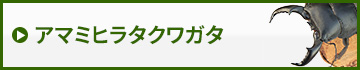 アマミヒラタクワガタ　販売　通販