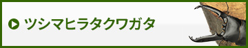 ツシマヒラタクワガタ　販売　通販