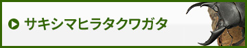 サキシマヒラタクワガタ　販売　通販