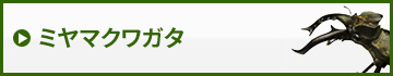 ミヤマクワガタ　販売　通販