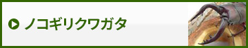 ノコギリクワガタ　販売　通販