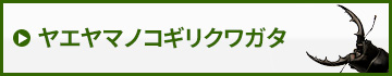 ヤエヤマノコギリクワガタ　販売　通販