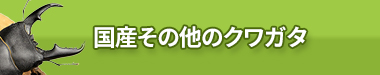 国産その他のクワガタ