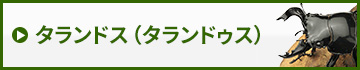 タランドスオオツヤクワガタ（タランドゥス）　販売　通販