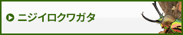 ニジイロクワガタ　販売　通販