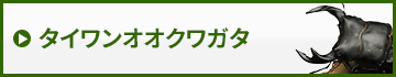タイワンオオクワガタ　販売　通販