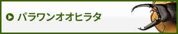 パラワンオオヒラタクワガタ　販売　通販