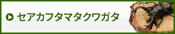 セアカフタマタクワガタ　販売　通販