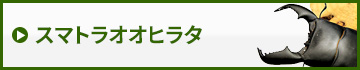 スマトラオオヒラタクワガタ　販売　通販