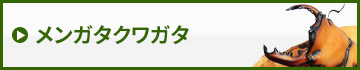 メンガタクワガタ　販売　通販