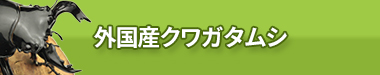 外国産クワガタムシ