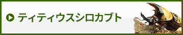 ティティウスシロカブト　販売　通販