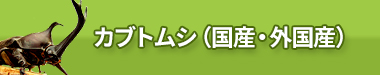 カブトムシ（国産・外国産）