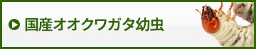 国産オオクワガタ幼虫　販売　通販