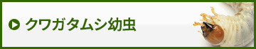 クワガタムシ幼虫　販売　通販