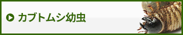 カブトムシ幼虫　販売　通販