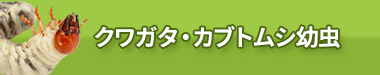 クワガタ・カブトムシ幼虫