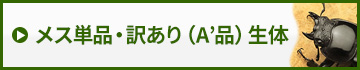 メス単品・訳あり生体　販売　通販