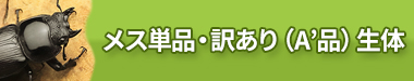 メス単品・訳あり（A'品・B品）生体