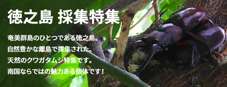 徳之島のクワガタムシ 採集・天然個体の特集 ビートルファーム