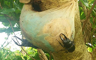 徳之島でのクワガタムシ採集はバナナトラップが多い。