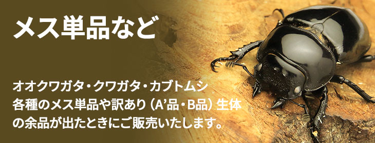 単品 訳あり A 品 B品 生体 オオクワガタ クワガタムシ カブトムシ各種 の販売 ビートルファーム 単品 訳あり A 品 B品 生体 オオクワガタ クワガタムシ カブトムシ各種 の販売 ビートルファーム