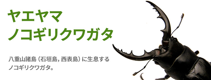 ヤエヤマノコギリクワガタ　販売　ビートルファーム