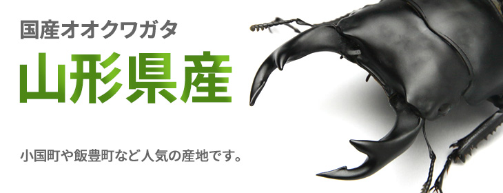 オオクワガタ　山形県産の販売